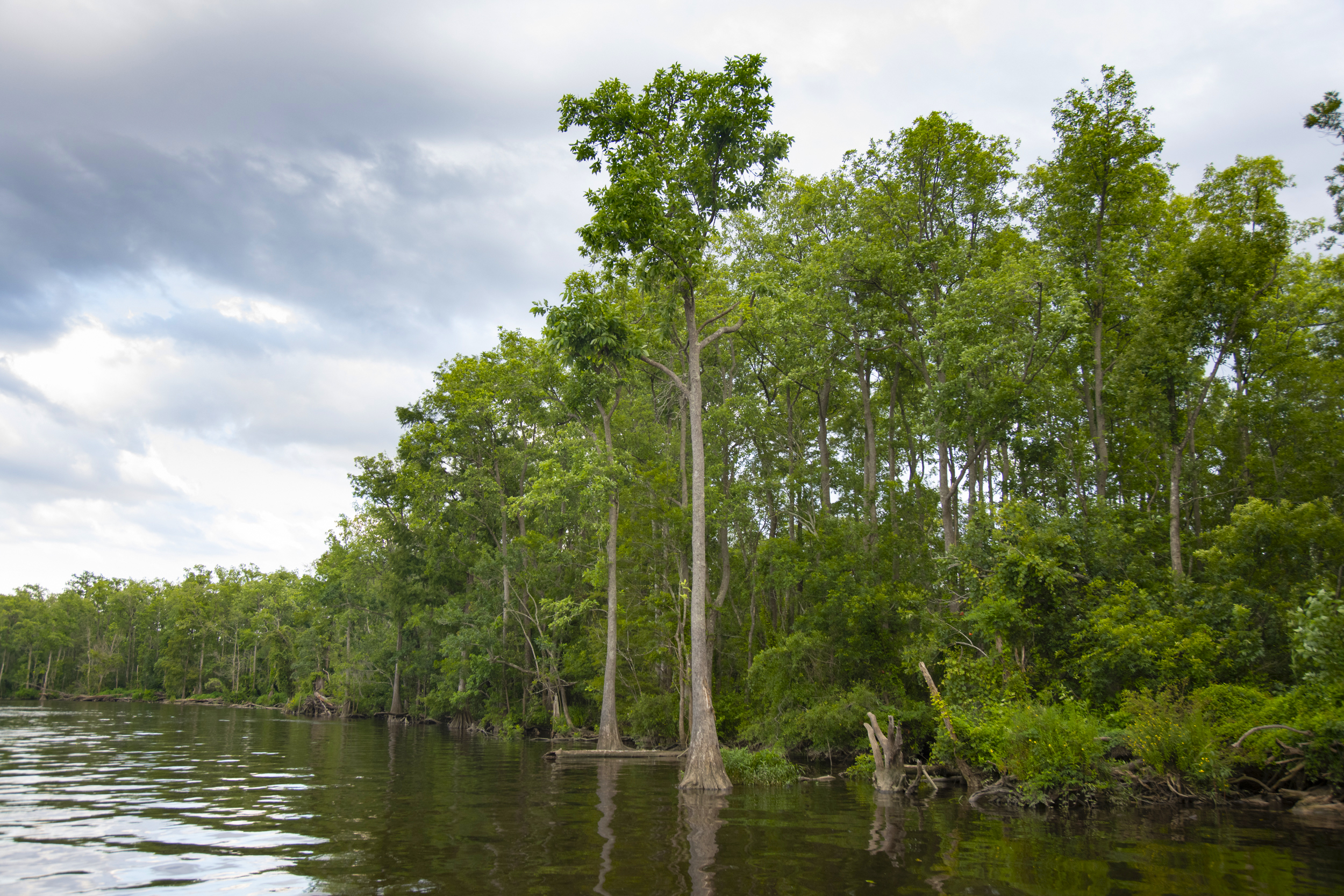 cape fear river basin